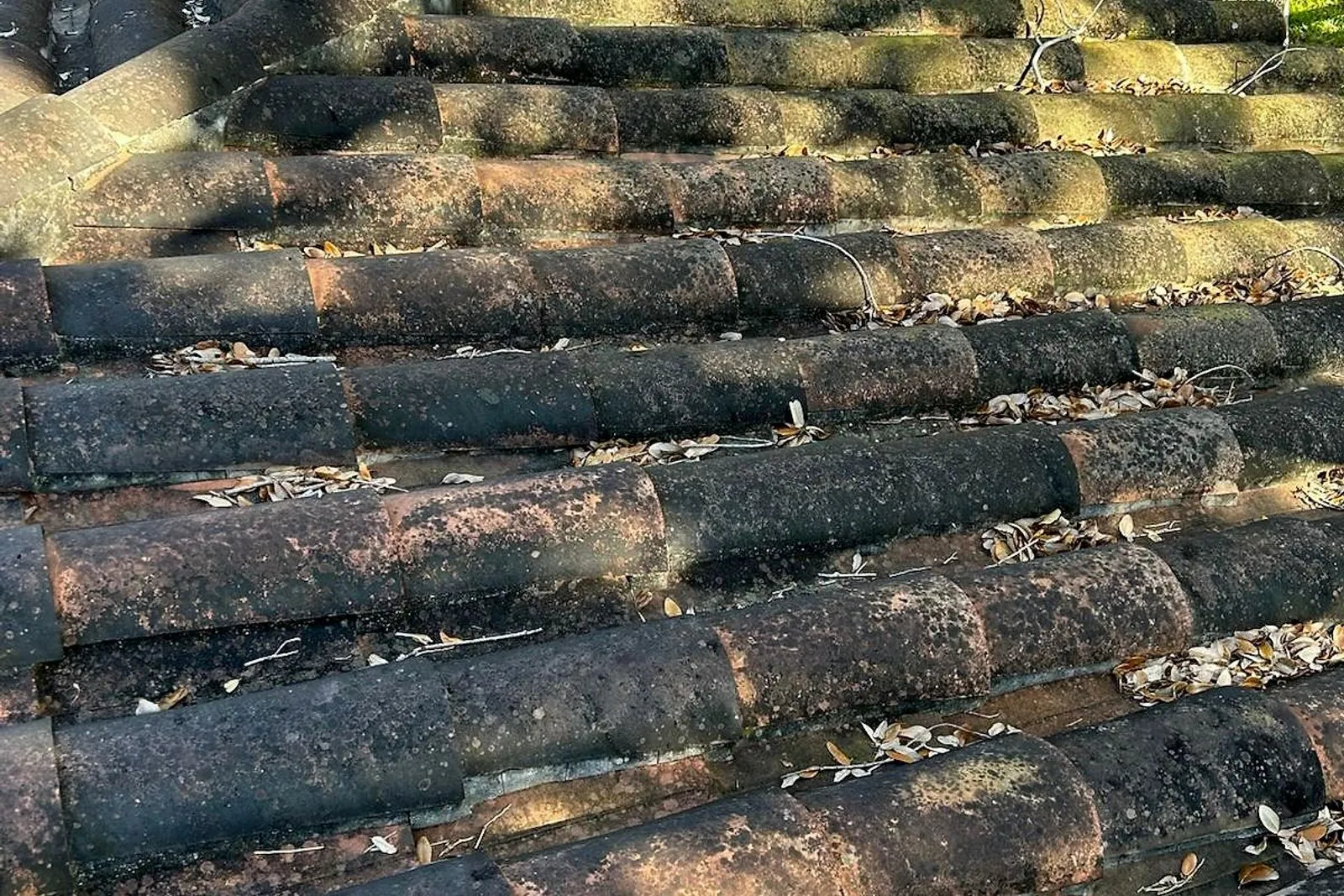A barrel tile roof under oak trees before and after cleaning — before